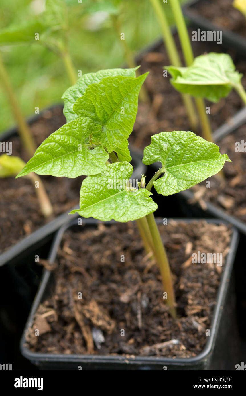 Close up of pots pot runner bean seedlings seedling beans plant plants