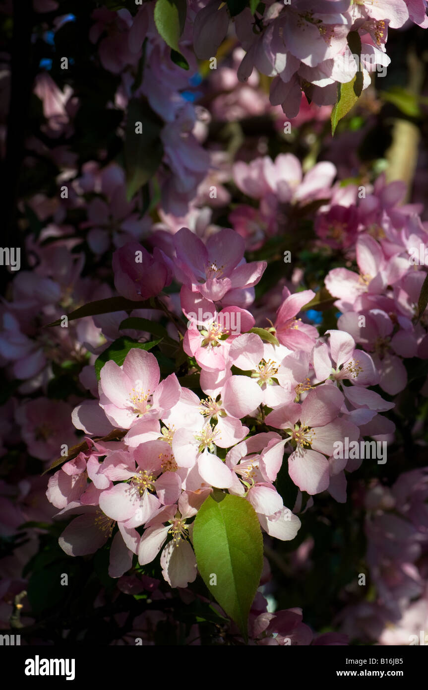 Pink Flowers Array Array of petals hi-res stock photography and images - Alamy
