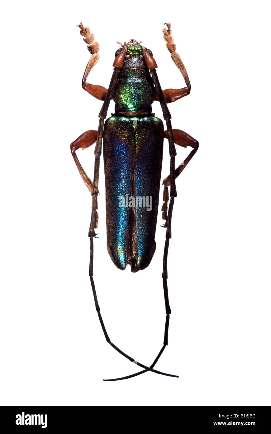jewel beetle Stock Photo