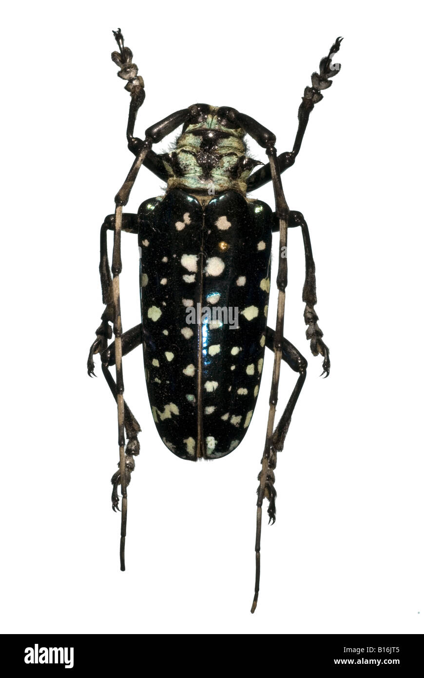 jewel beetle large antennae white dots Stock Photo