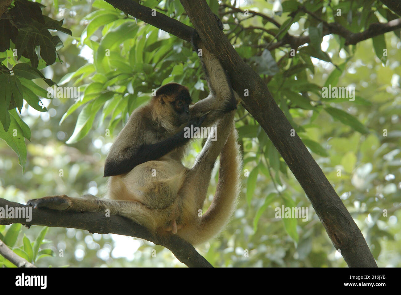 Ateles geoffroyi Central American Spider Monkey Costarica rain forest