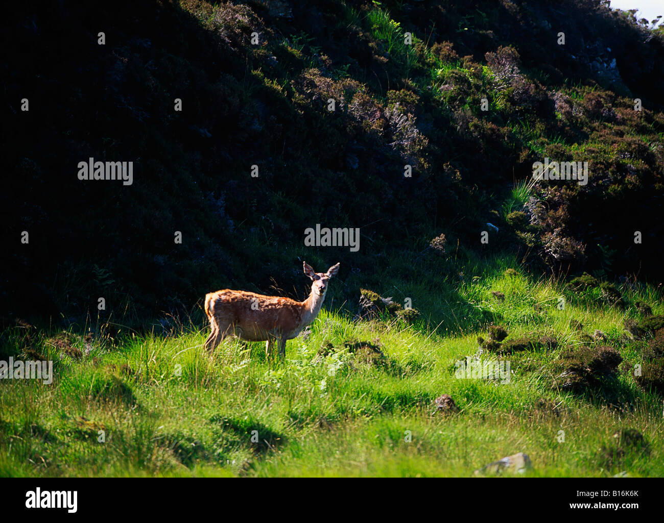 Red deer, Scotland Stock Photo