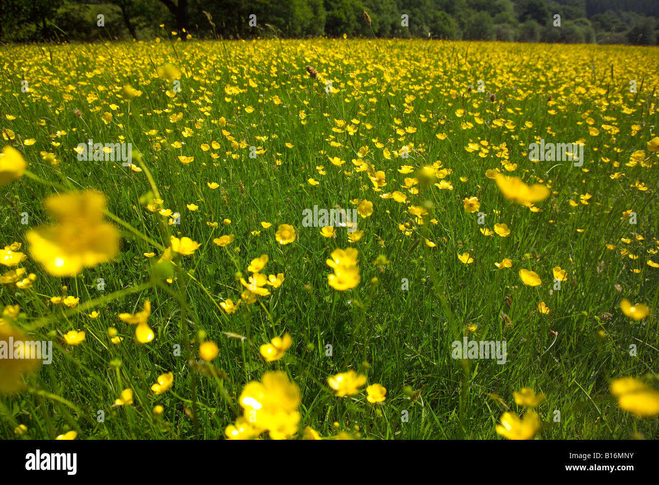 Field of buttercups in the sun Stock Photo - Alamy