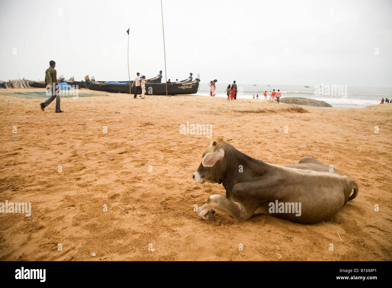 Kappil Beach in Kasaragod, Kerala. Fishing boats are pulled up on the beach. A cow relaxes in the foreground. Stock Photo