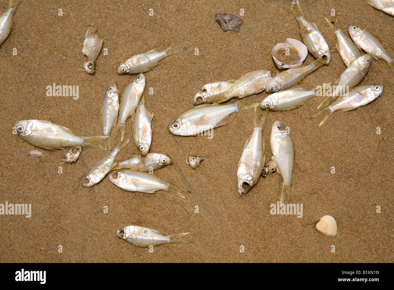 Dead fish on Bekal Fort Beach near Kasaragod, Kerala. The fish have been cast aside by fishermen. Stock Photo