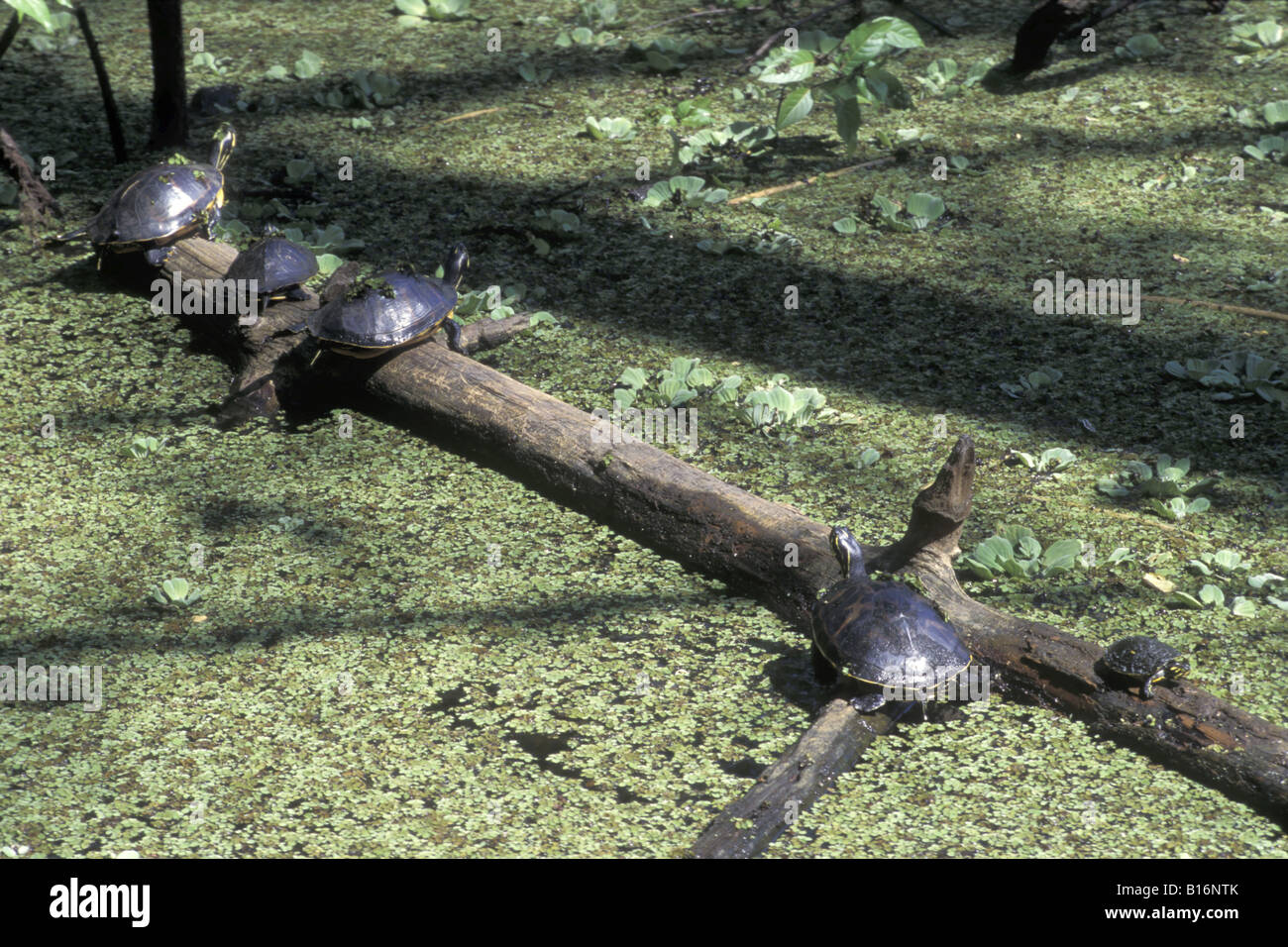 Tartarughe dal ventre rosso hires stock photography and images Alamy