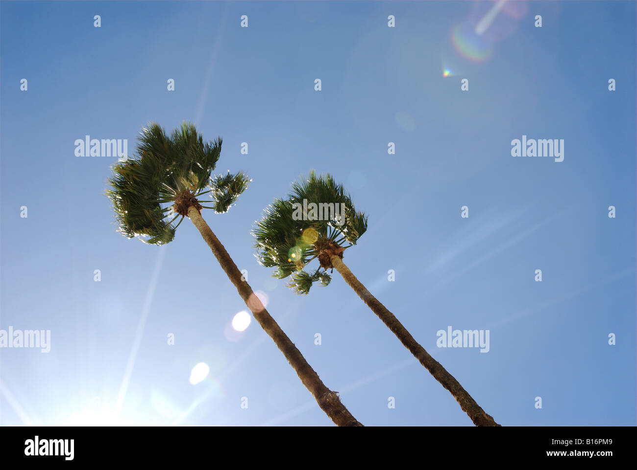 California Fan Palm Trees Stock Photo