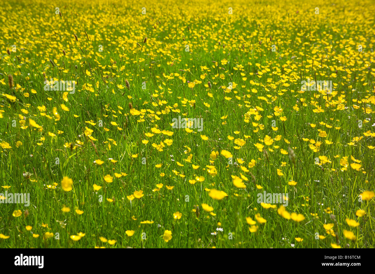 Field buttercups in sunshine hi-res stock photography and images - Alamy