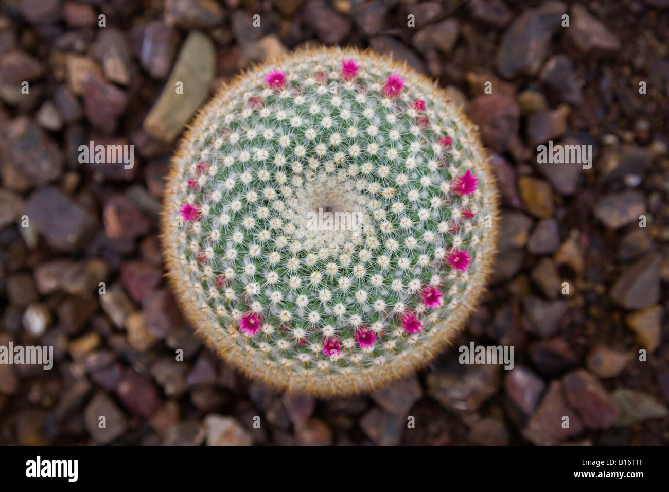 Tiny Flowering Cactus Stock Photo