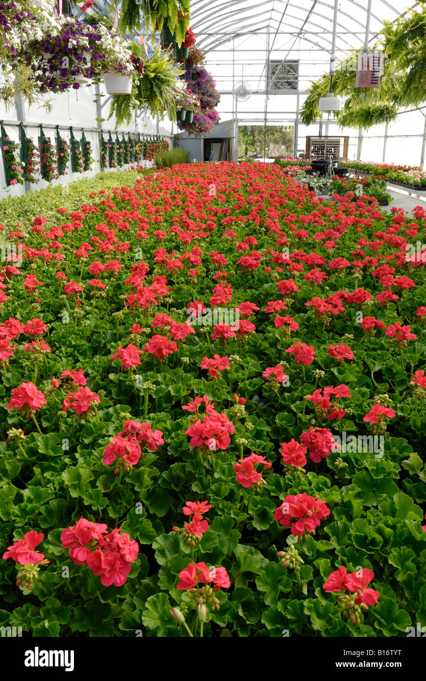 Bedding plants and hanging baskets in a greenhouse Stock Photo Alamy
