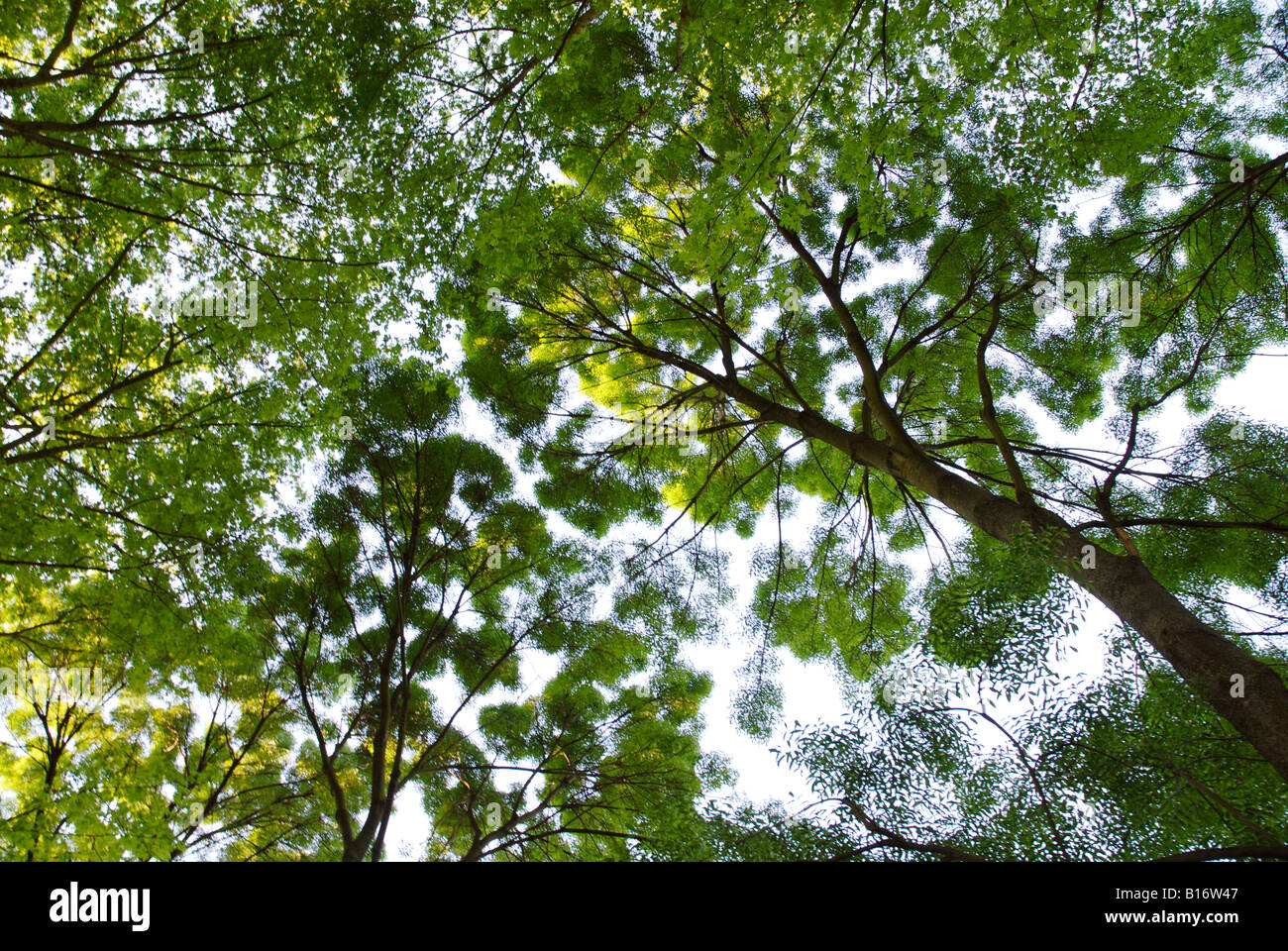 canopy of common ash trees in local park Stock Photo