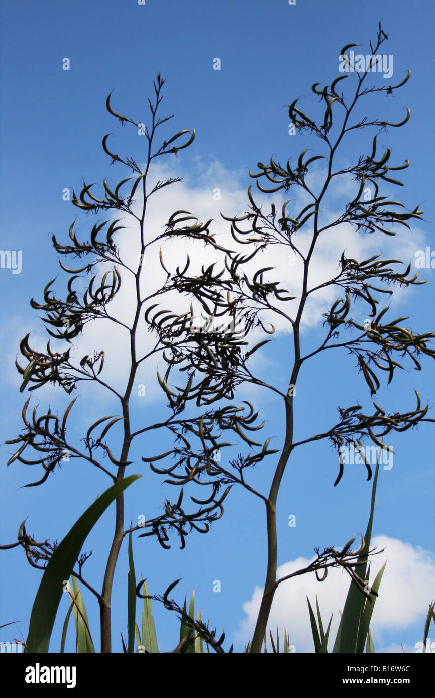 New Zealand flax flowers. Stock Photo