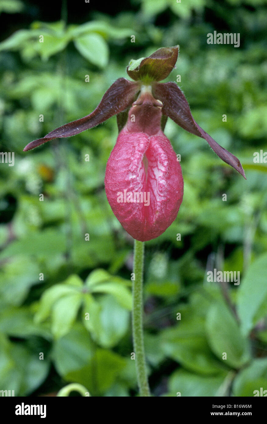 Portrait of a fairy slipper orchid a common wildflower along the Blue Ridge Parkway Stock Photo