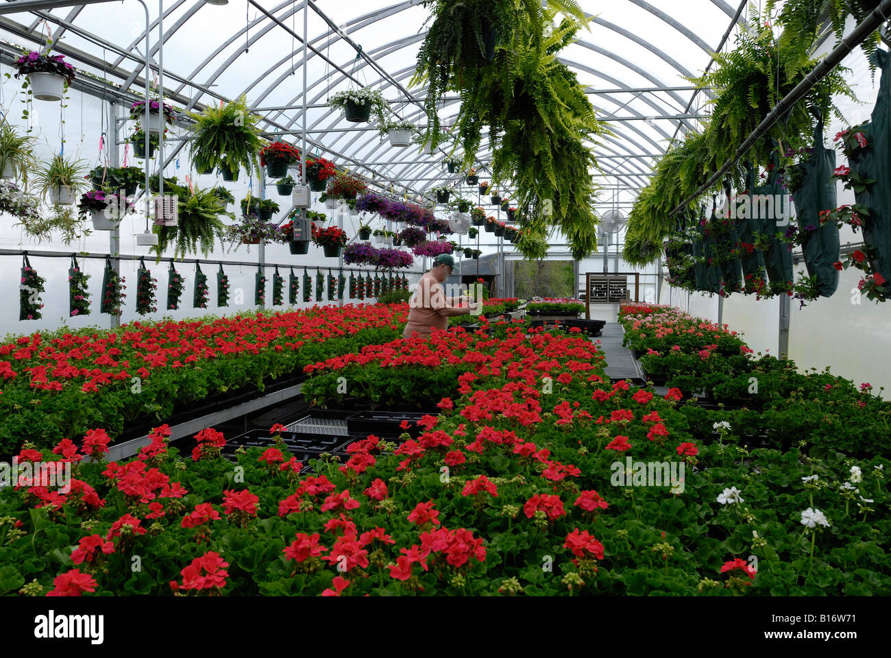 Bedding plants and hanging baskets in a greenhouse Stock Photo Alamy