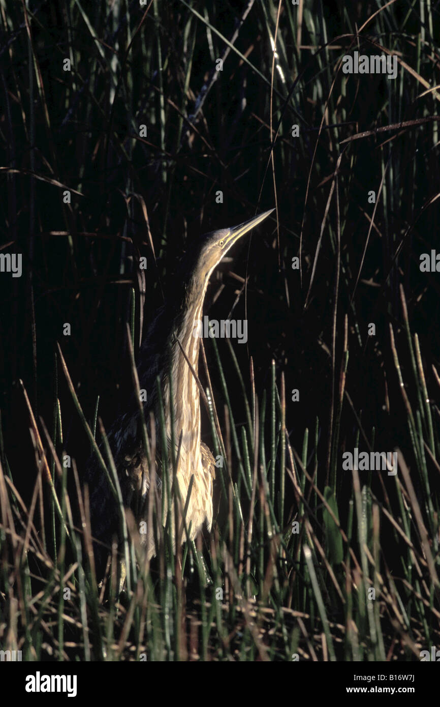 American bittern tarabuso americano Botarus lentiginosus mimicry ...