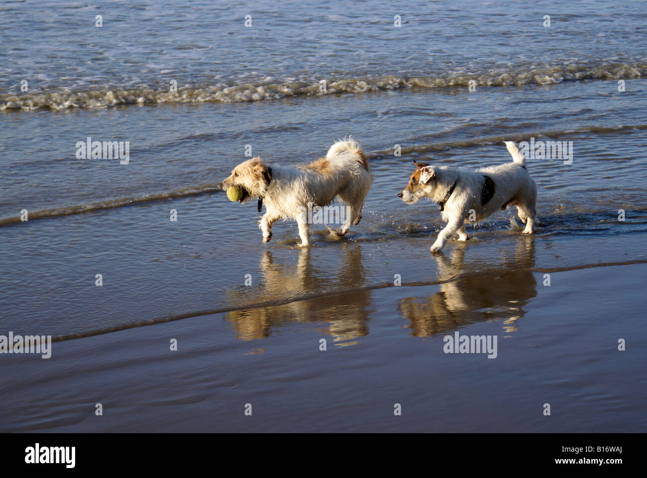 Jack-Russells playing on sandy beach Stock Photo
