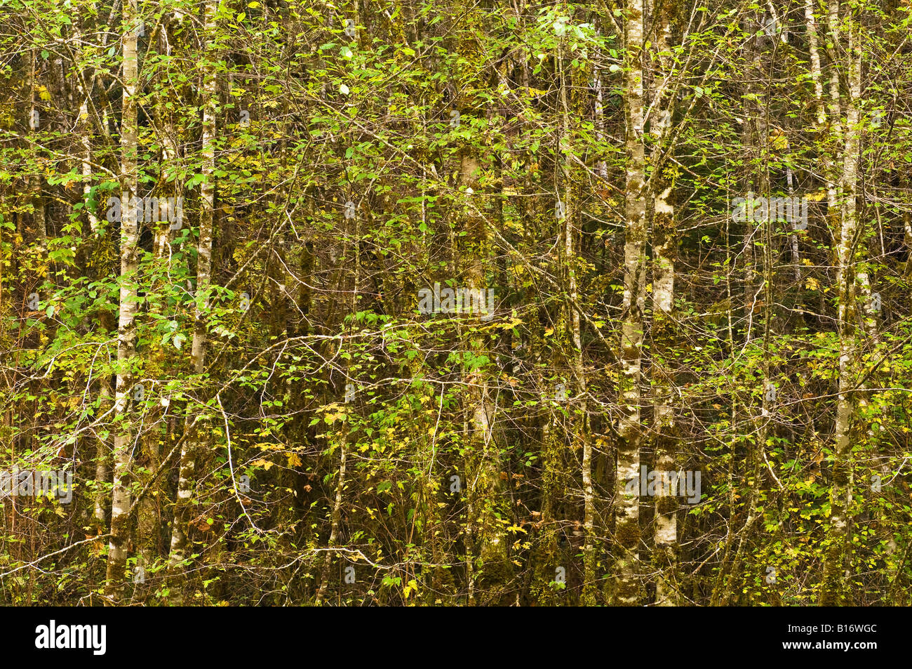 Red Alder trees Aufderheide Memorial Drive Willamette National Forest Oregon Stock Photo