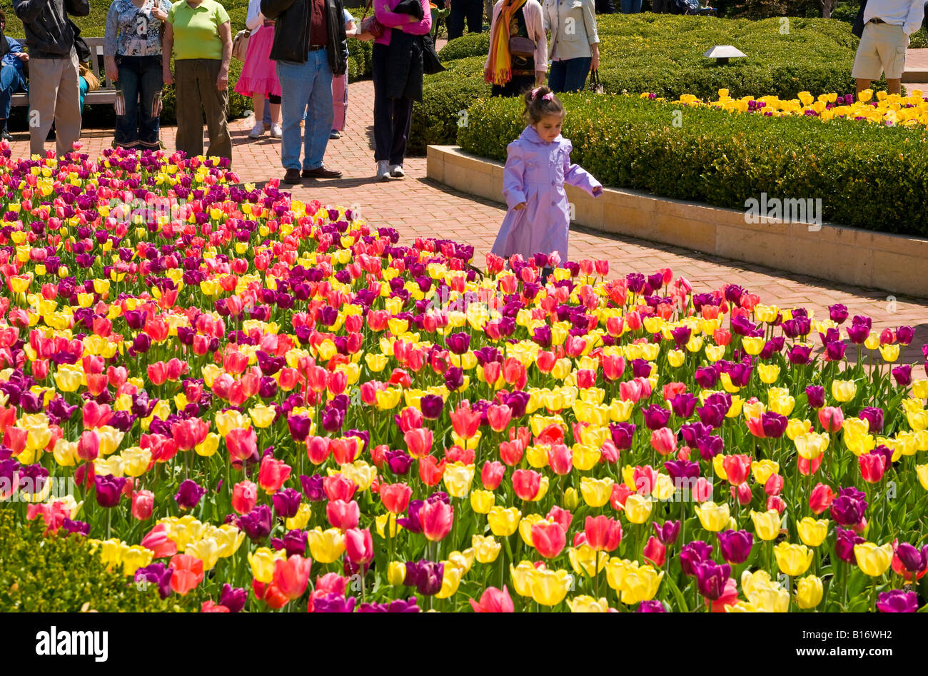 Spring Tulip Image Spring Tulip Gardens Stock Photo - Alamy