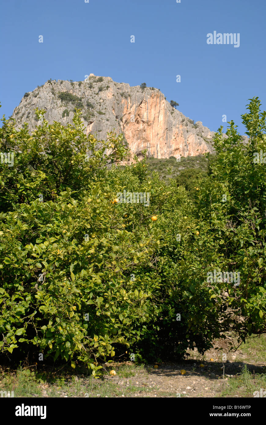 orchard of lemon trees, Pedreguer, Alicante Province, Spain Stock Photo