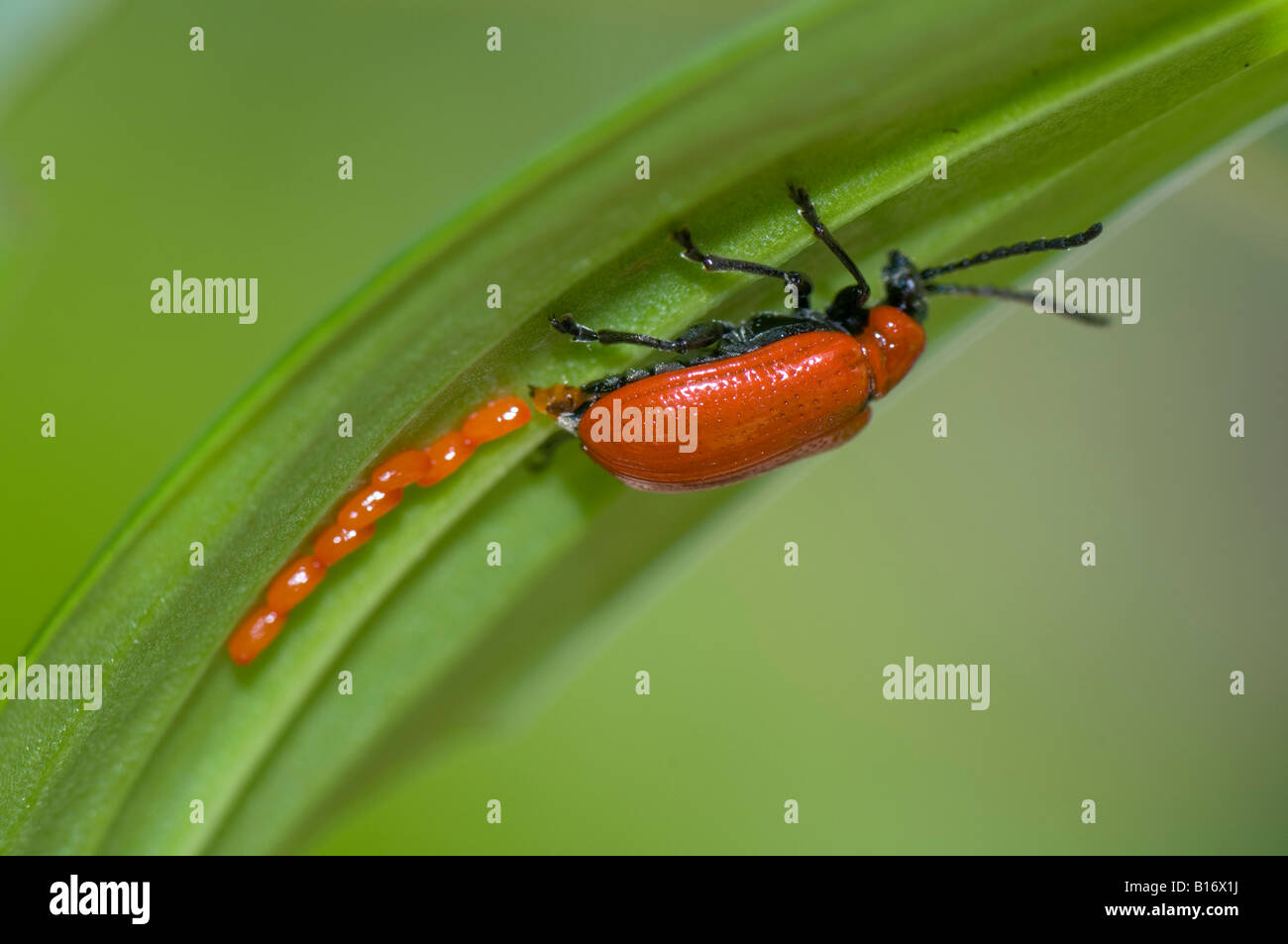 Scarlet red lily beetle - Lilioceris lilii laying eggs on underside of lily leaf Stock Photo
