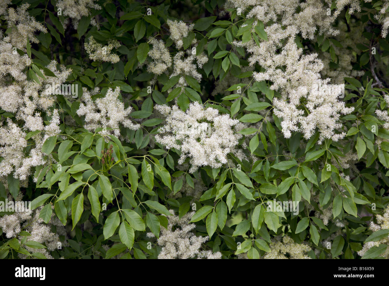 FRAXINUS ORNUS FLOWERING ASH TREE IN MAY Stock Photo Alamy