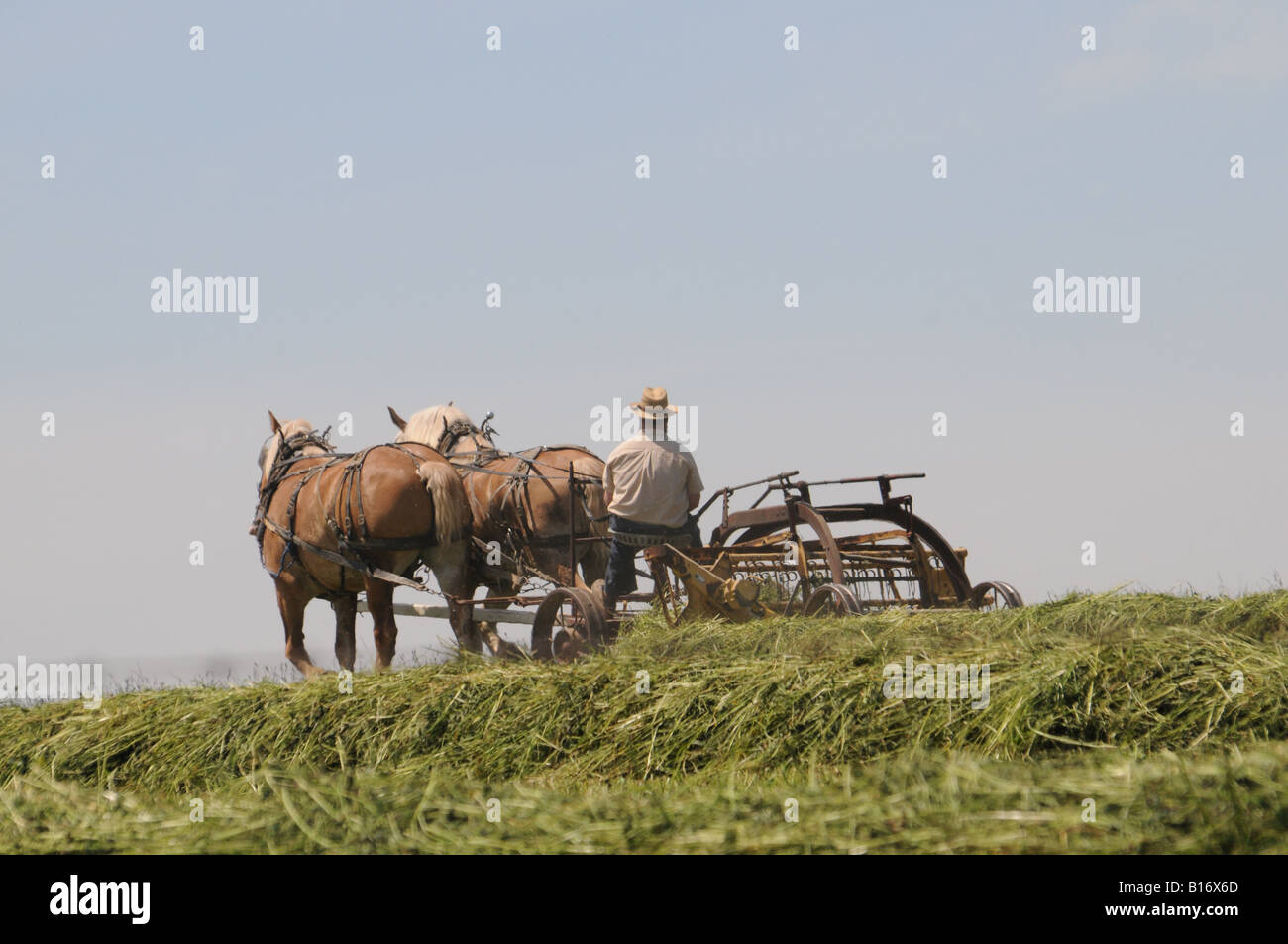 Farmers Raking Amish farmer hi-res stock photography and images - Alamy