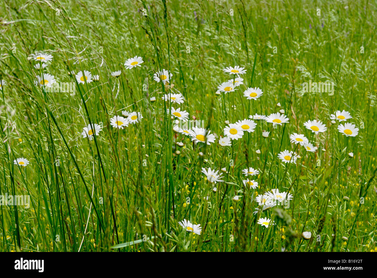 wild flowers growing in a meadow Stock Photo - Alamy