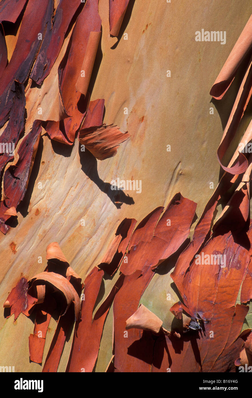 Madrone Arbutus menziesii tree bark Stock Photo