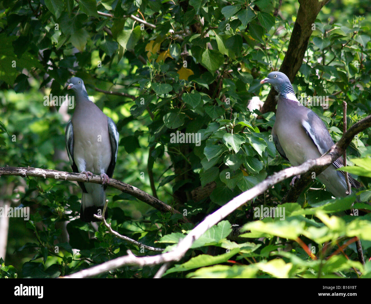 Wood pigeons hires stock photography and images Alamy