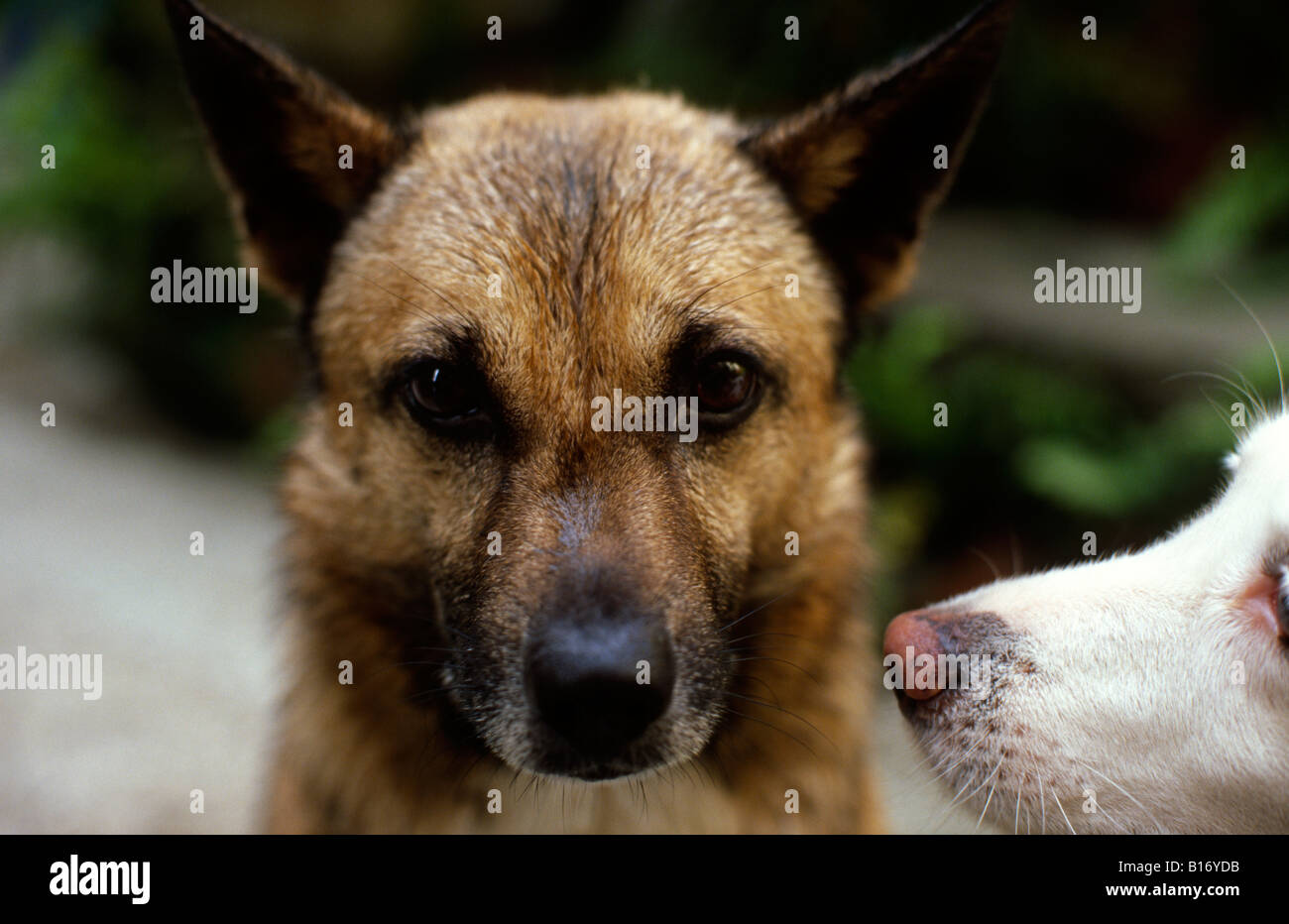 White female dog sniffing wet brown and black male dog's nose. Stock Photo