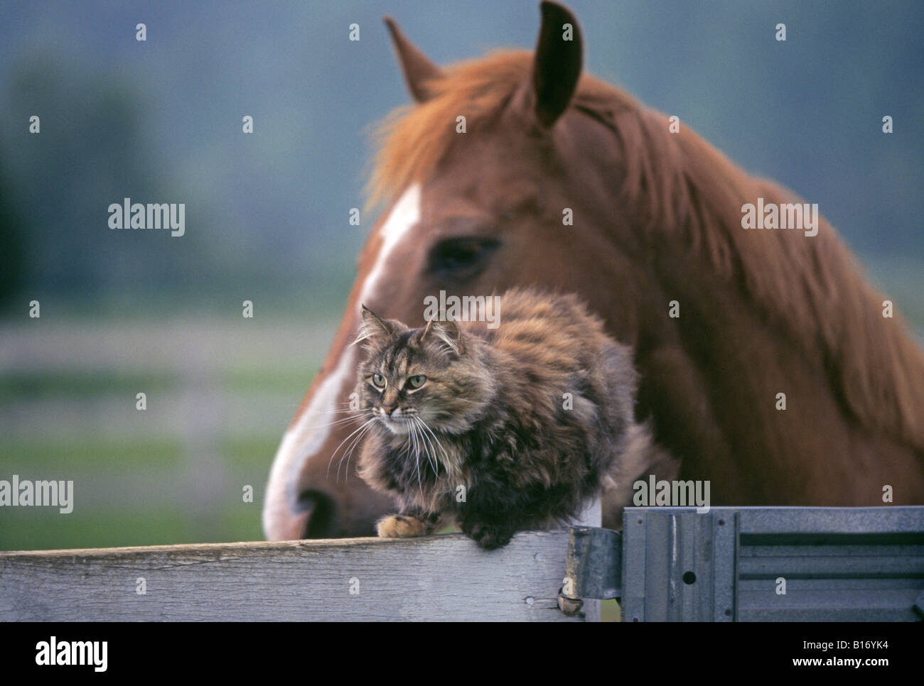 A barn cat and a friendly horse on a farm in the Shenandoahs of Virginia  Stock Photo - Alamy