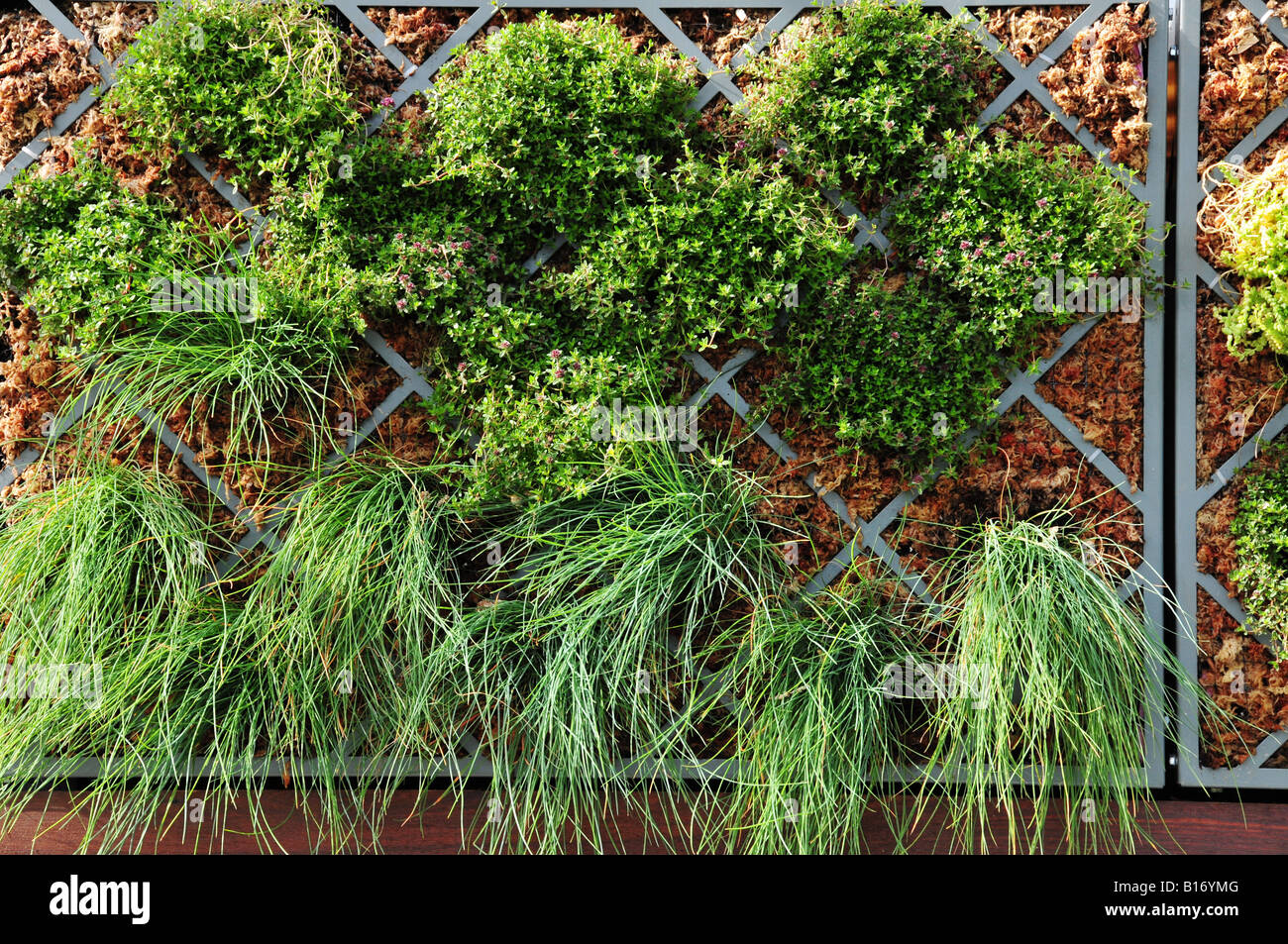 Green plants in house hi-res stock photography and images - Alamy