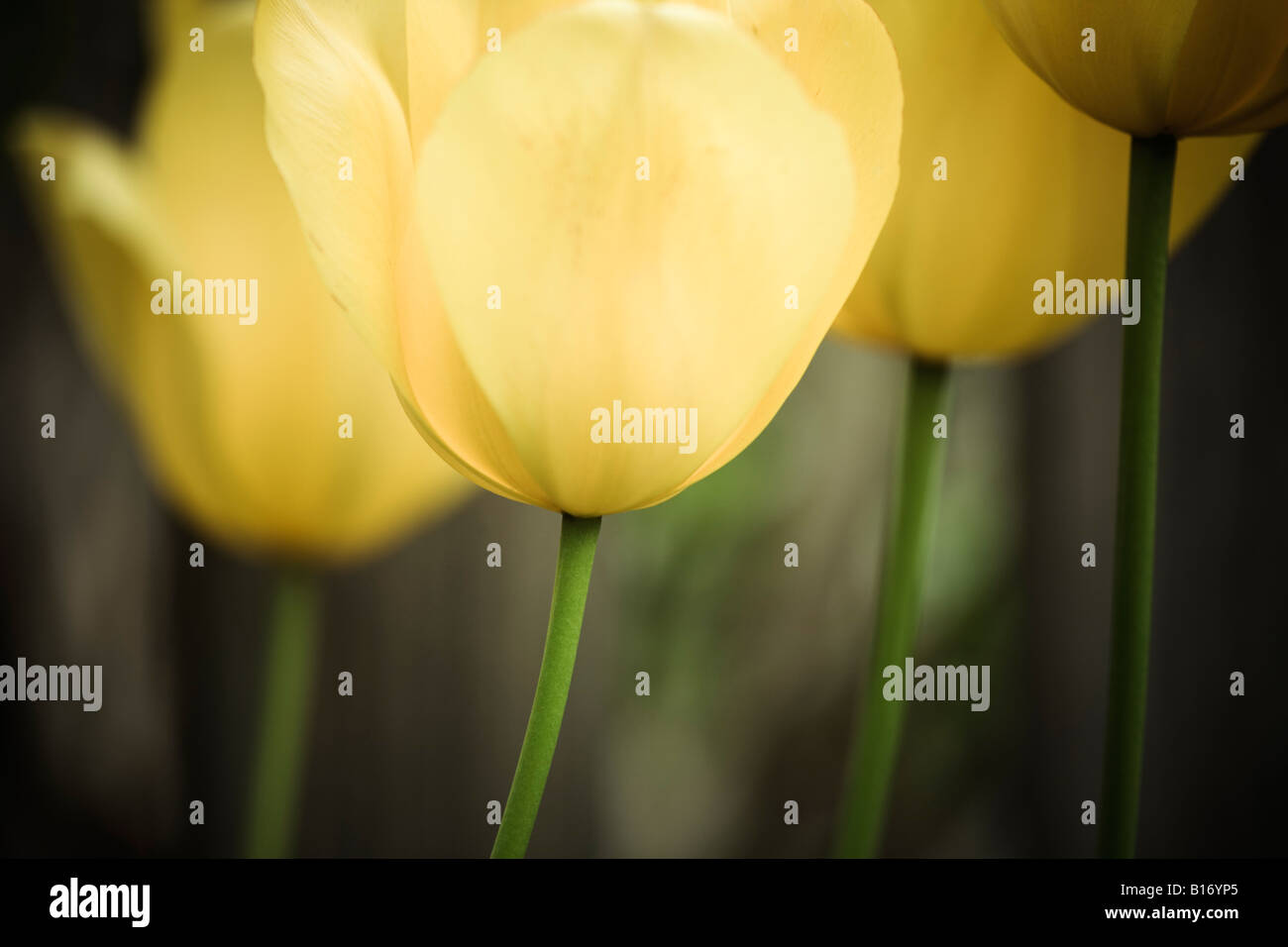 Tulipa liliaceae hi-res stock photography and images - Alamy
