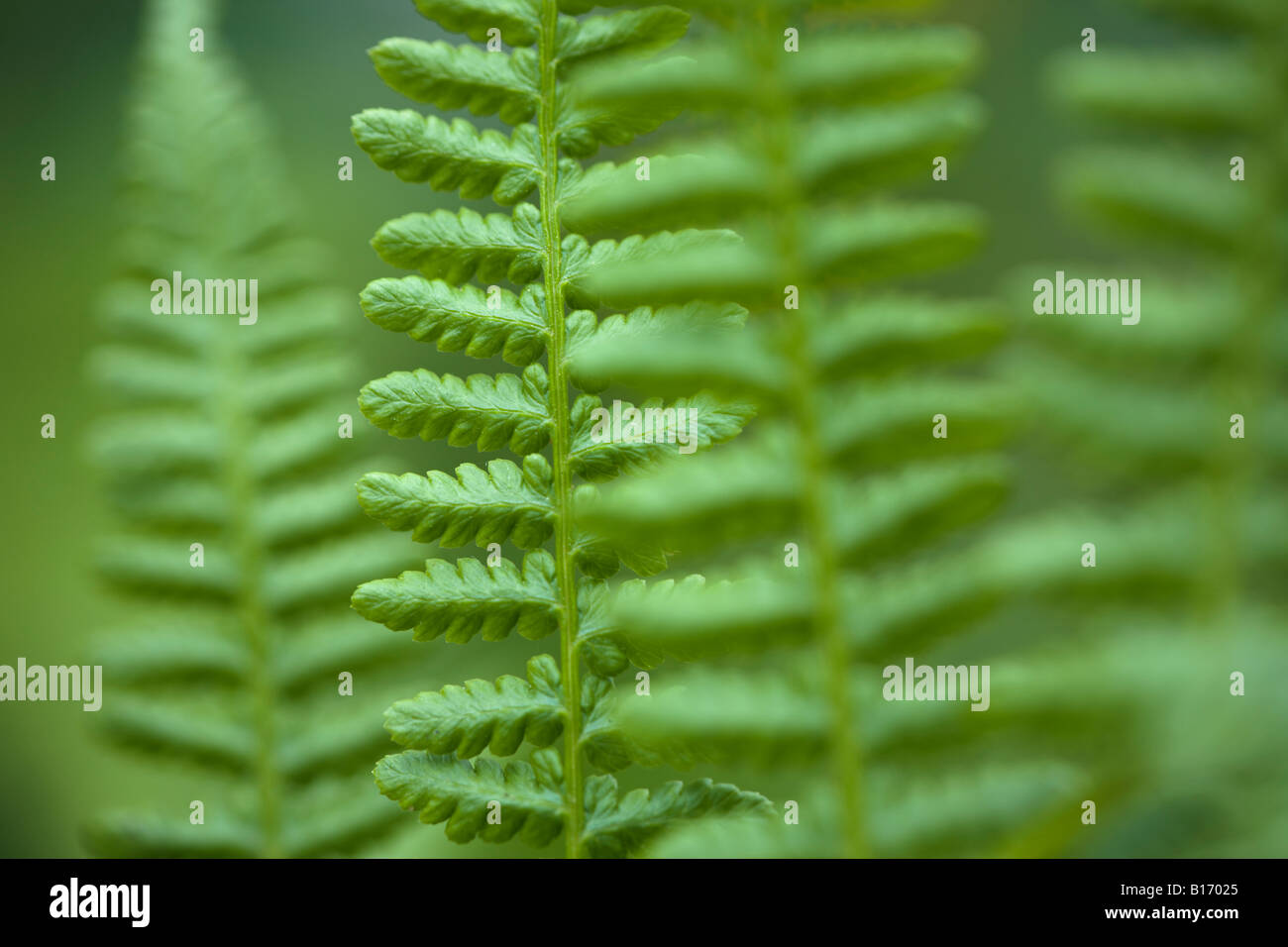 Details fern leaves hi-res stock photography and images - Alamy