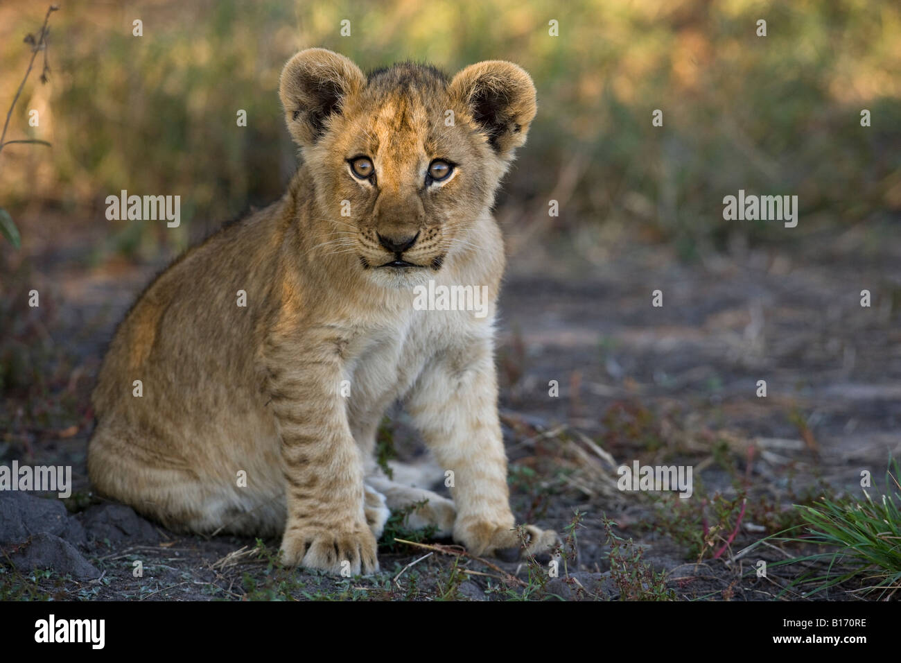 Closeup Alert bright eyed cute baby lion cub, warm sunlight on face, sitting in cool shade intently looking ahead in Okavango Delta of Botswana Stock Photo