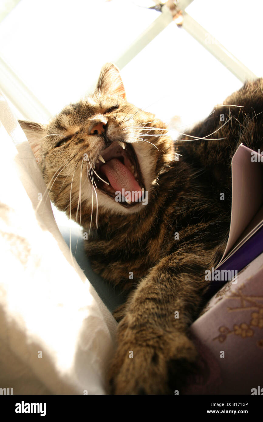 Yawning tabby cat lying on window ledge Stock Photo - Alamy