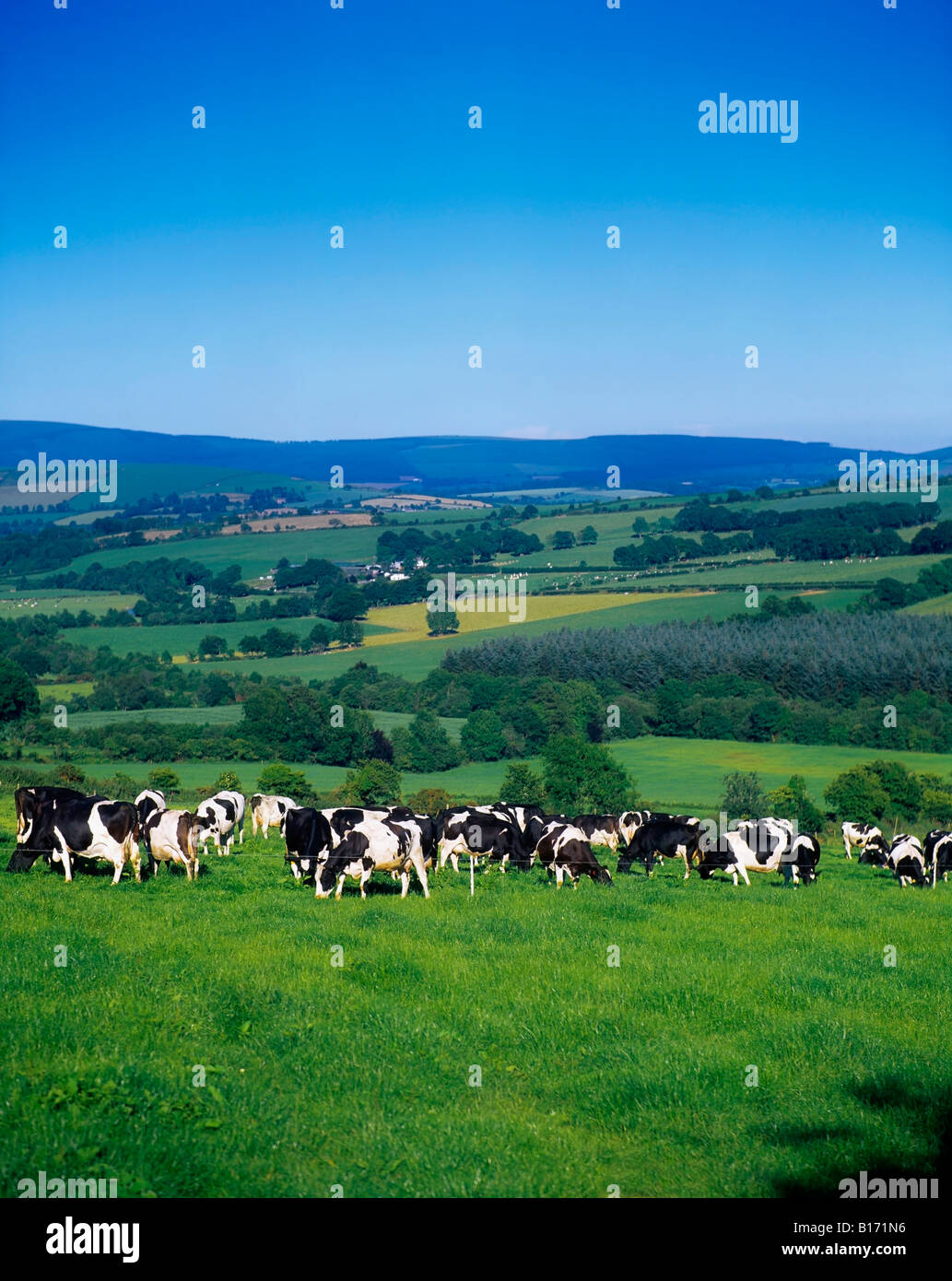 Holstein-Friesian cows, Co Cork, Ireland Stock Photo