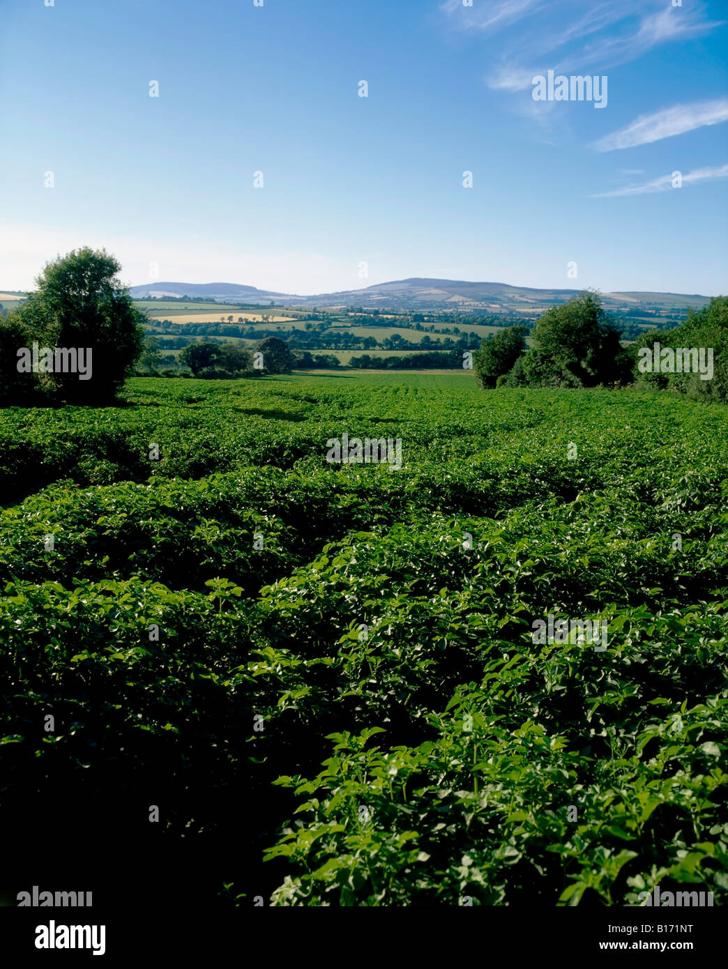 Potato farm ireland hires stock photography and images Alamy