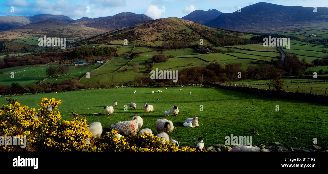 Mourne Mountains, County Down, Ireland, Sheep near Tullymore Forest Park, Stock Photo