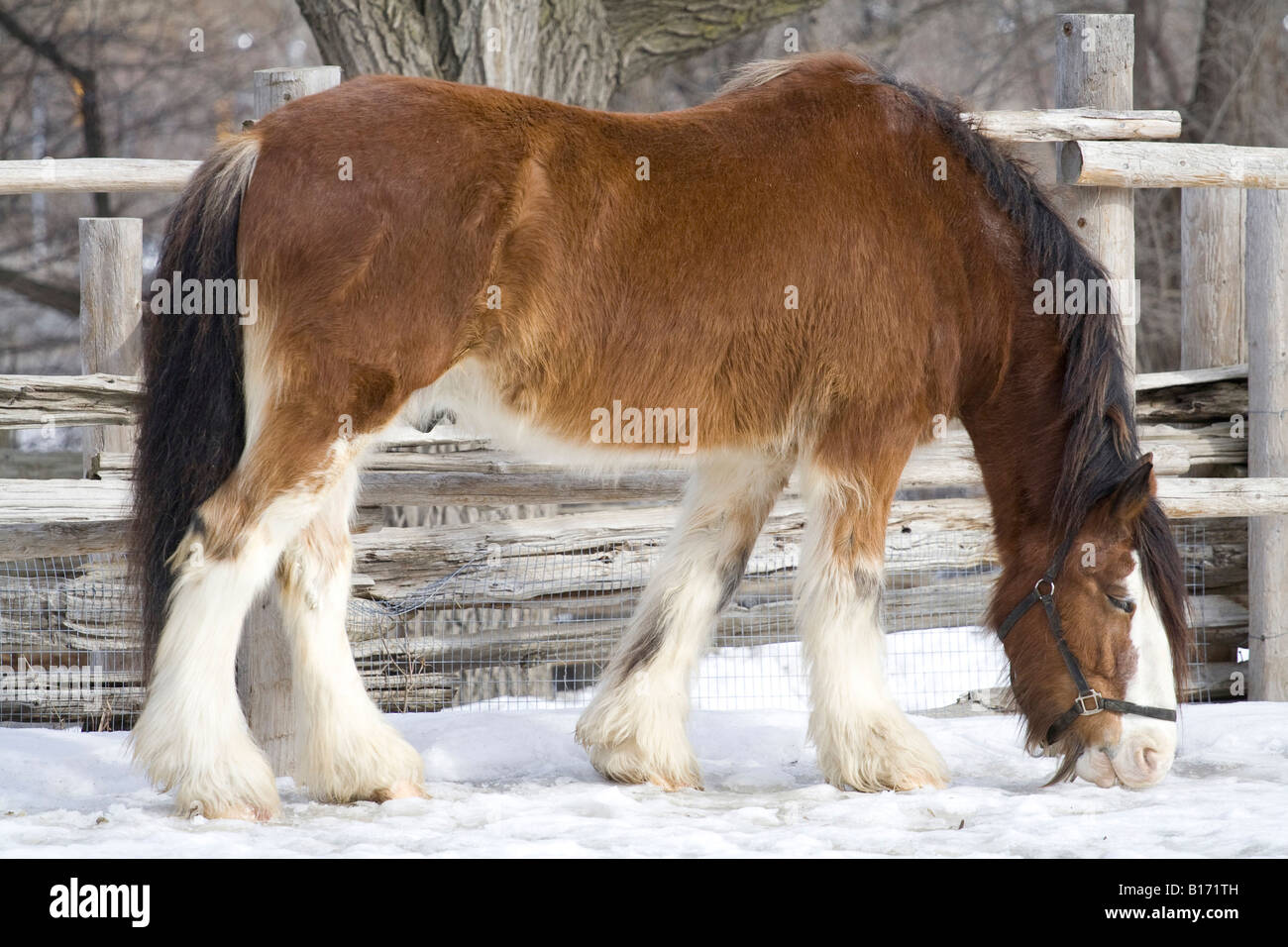 picture of a farm animals Stock Photo - Alamy