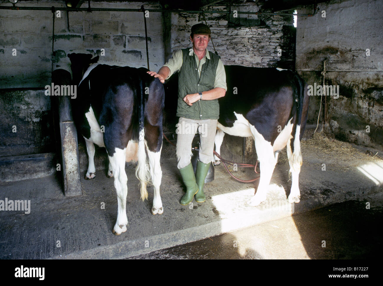 A dairy farmer in his barn with dairy cattle (cow) on a farm near Land