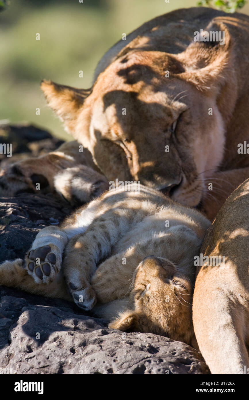 Closeup portrait mother and tiny baby lion, cub sleeping on back paws wrapped together touching mum sunlight on face Panthera Leo Maasai Mara Kenya Stock Photo