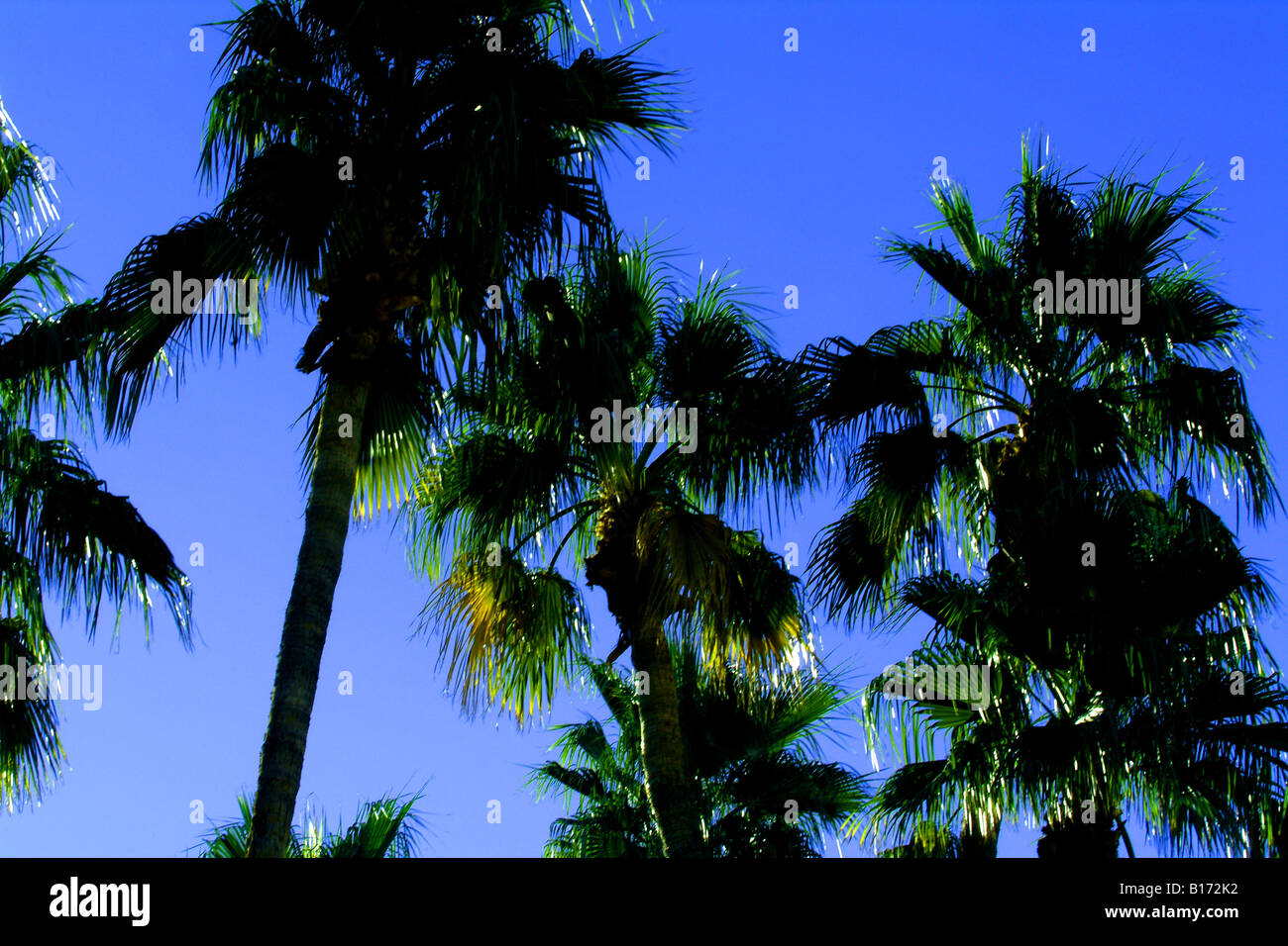 Palm trees in Phoenix, Arizona Stock Photo Alamy