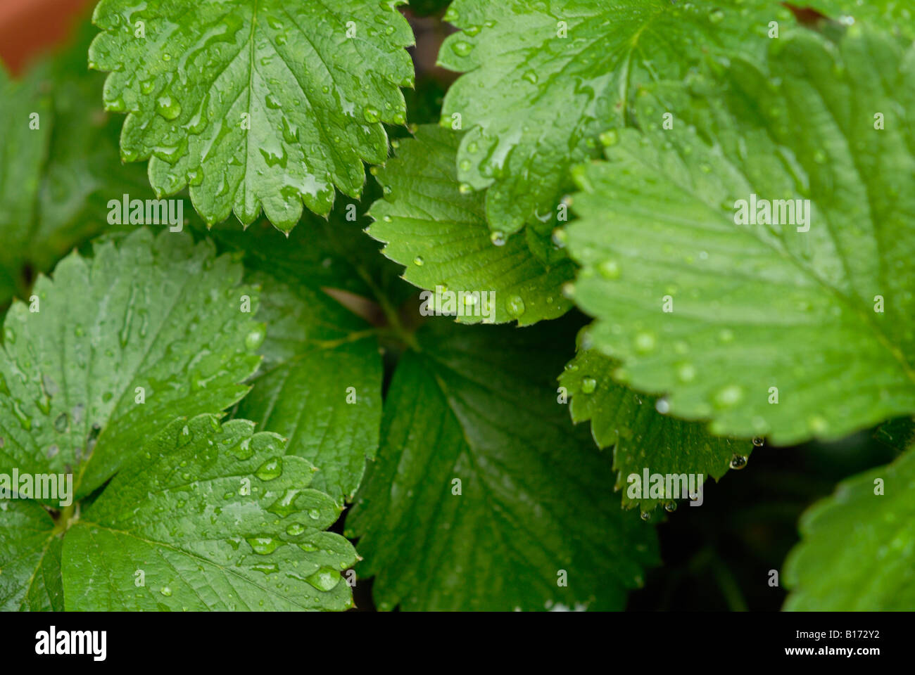 Wet strawberry leaves after a rain Stock Photo