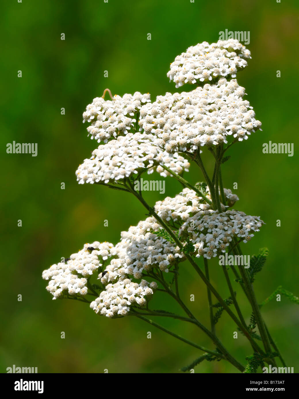 Common White Yarrow, a wildflower once used in herbal medicine by American Indians in North America. Oklahoma, USA. Stock Photo