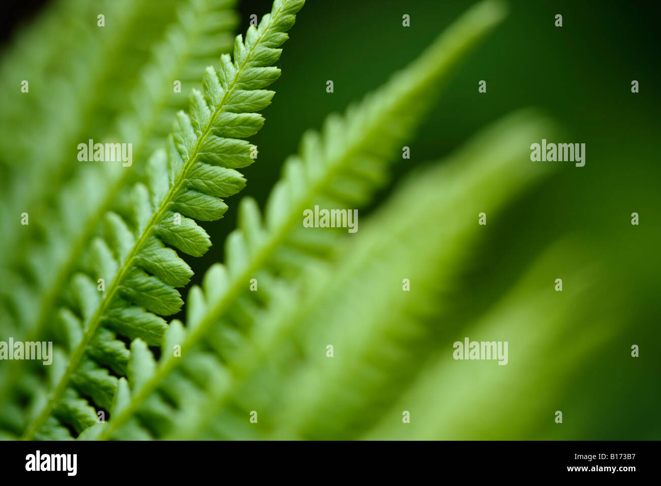 Details fern leaves hi-res stock photography and images - Alamy
