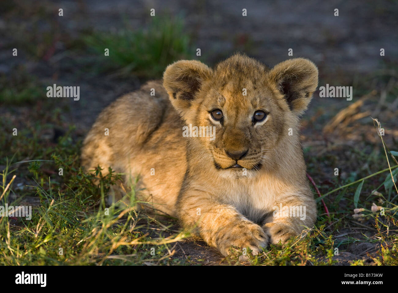 Closeup baby lion cub cute adorable innocent looking, posed for a portrait paws together looking forward lying sunlit in green grass Okavango Botswana Stock Photo