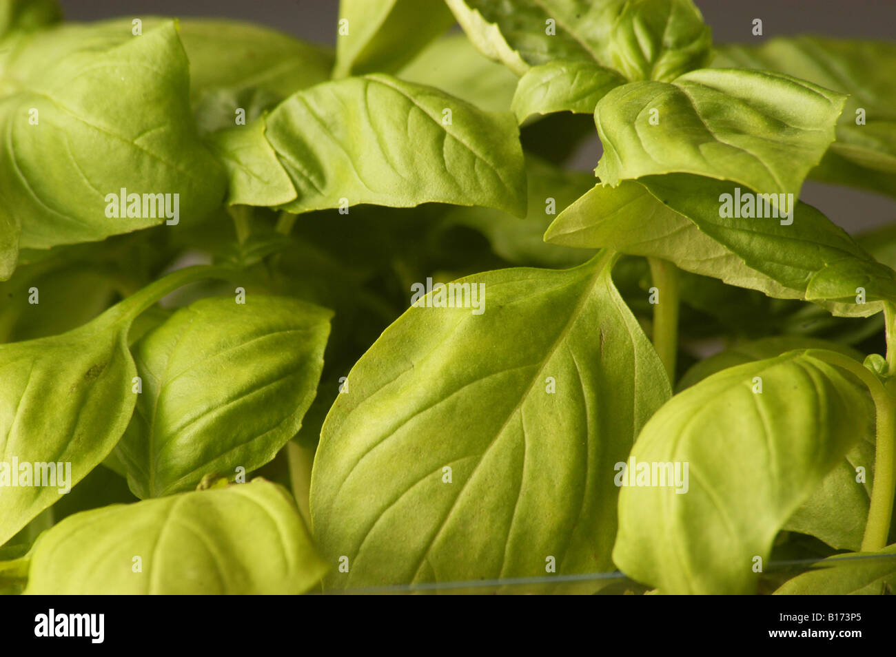 butterfly flower plant Gay Butterflies Butterfly Plant main image 1