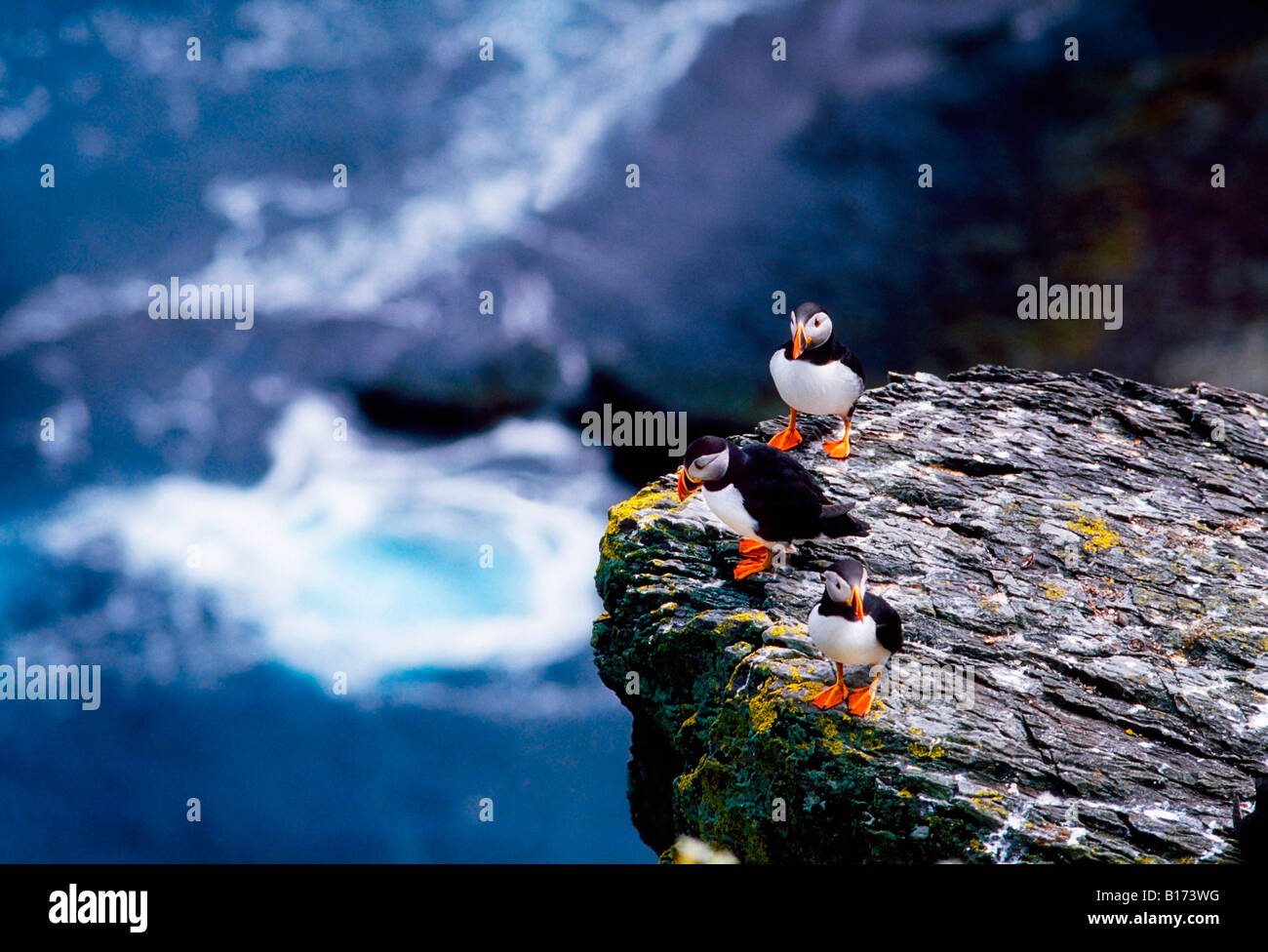 Puffins Stock Photo