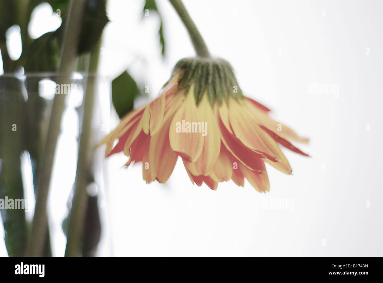 Drooping Orange Gerbera Stock Photo Alamy